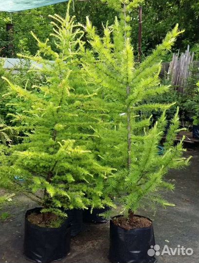 Лиственница