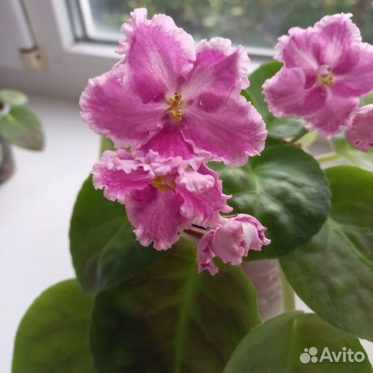 Фиалка (Лист на срез)