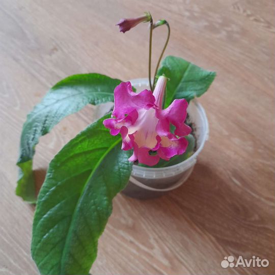 Стрептокарпус