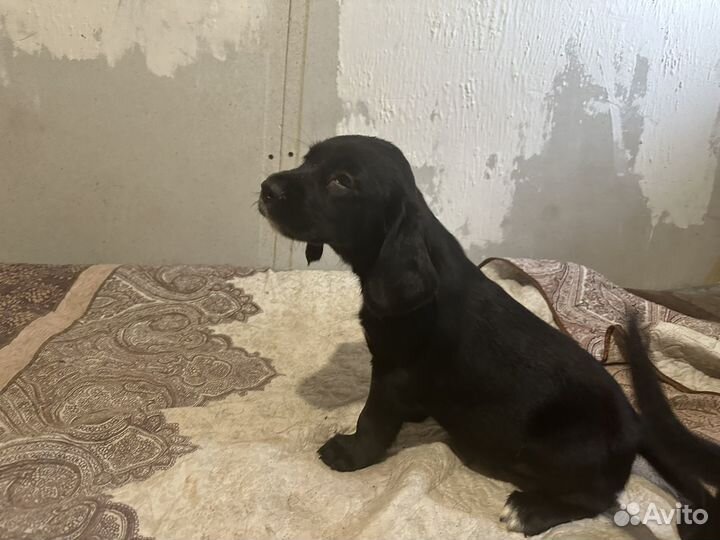 Щенки метисы спаниеля