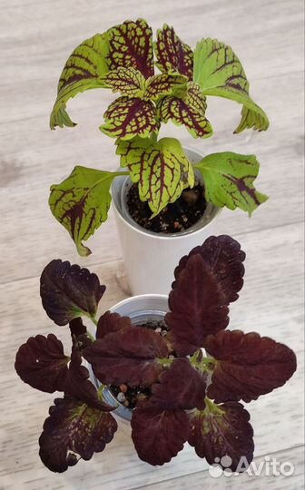 Комнатные цветы.Оксалис,гибискус,циперус