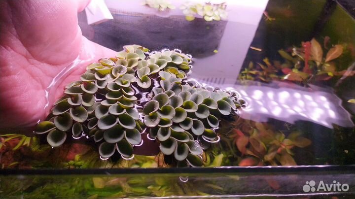 Аквариумные растения, мох, папоротник