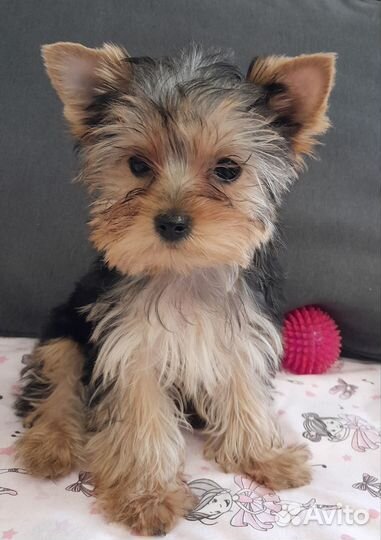 Йоркширский терьер мини щенки девочки