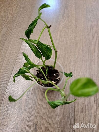 Сциндапсусы, эпипремнумы