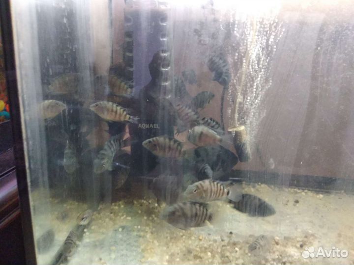 Аквариумные рыбки