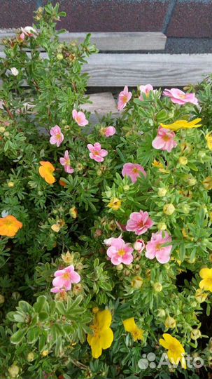 Лапчатка кустарниковая