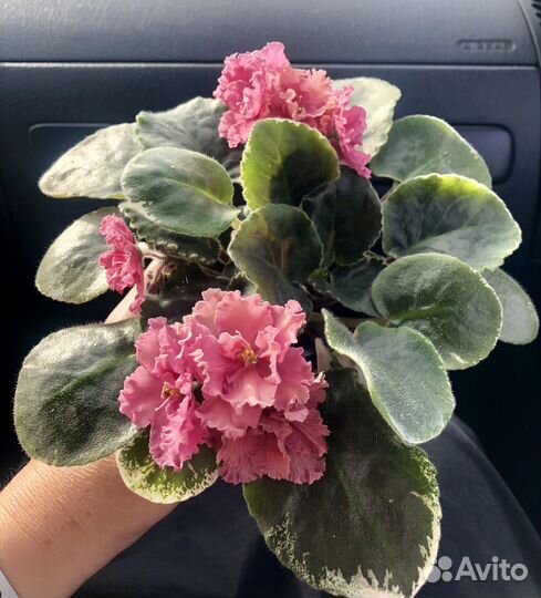 Фиалка Ness' Orange Pekoe, листы