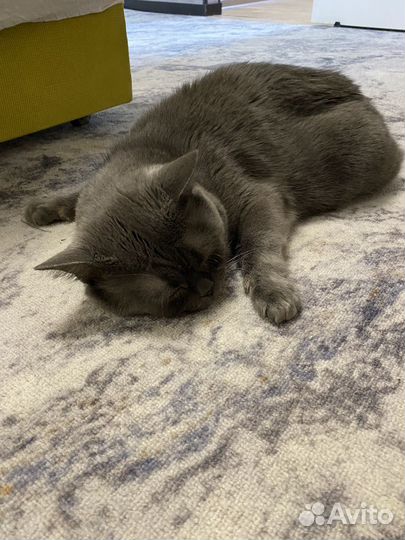 Британская