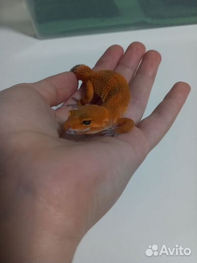 Геккон эублефар