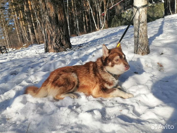 Хаски - рыжий