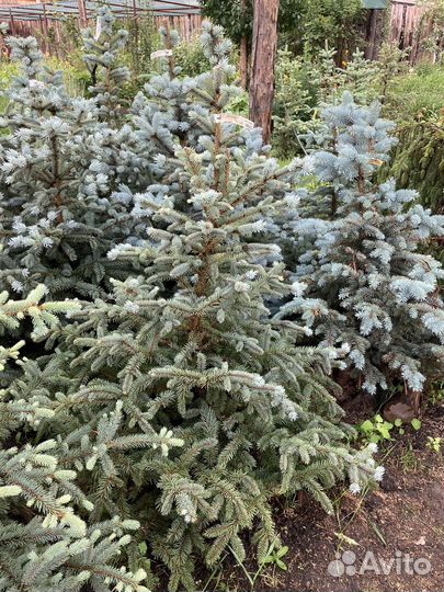 Ель взрослая голубая из питомника растений