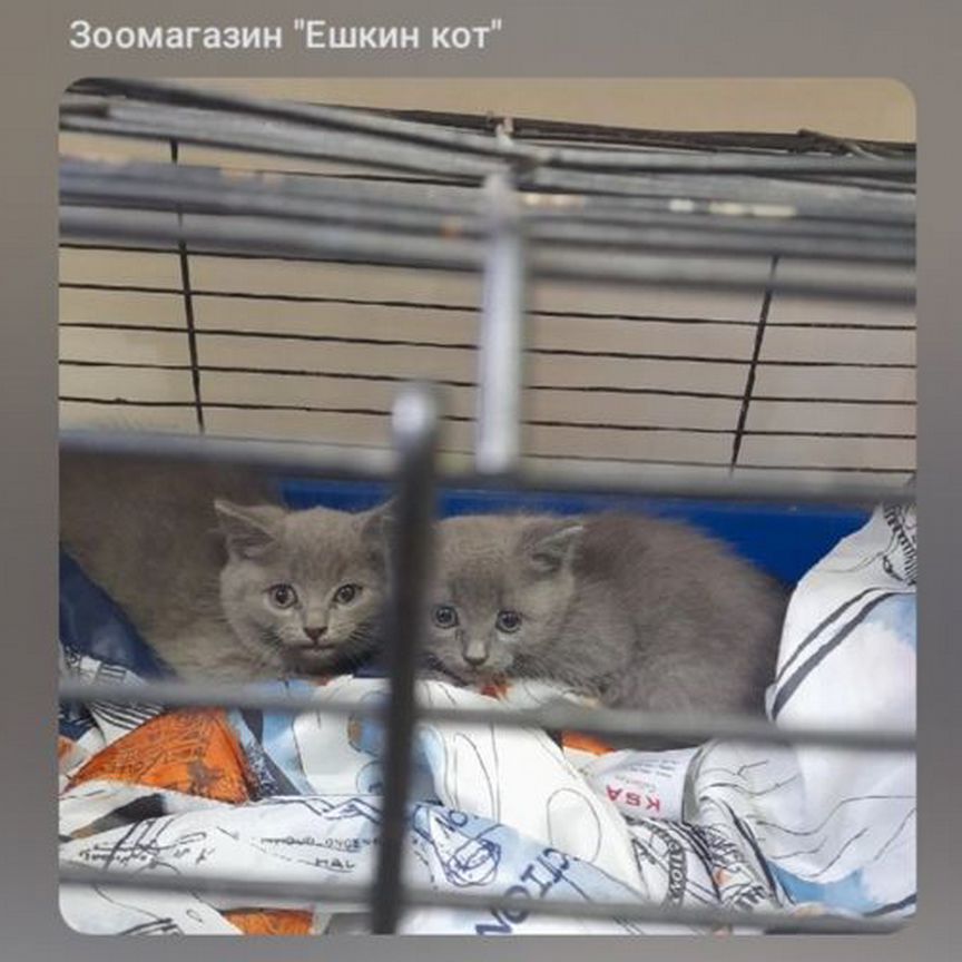 Котята в добрые руки бесплатно