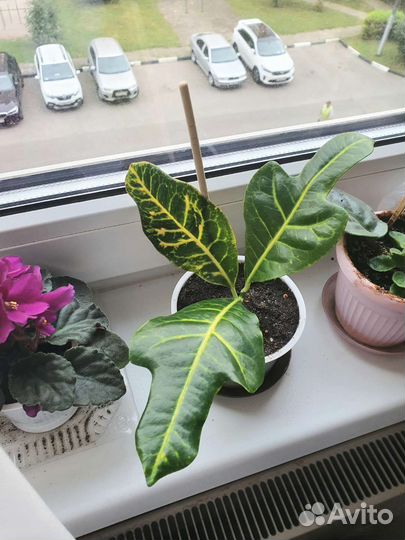 Кротон домашние растения цветы