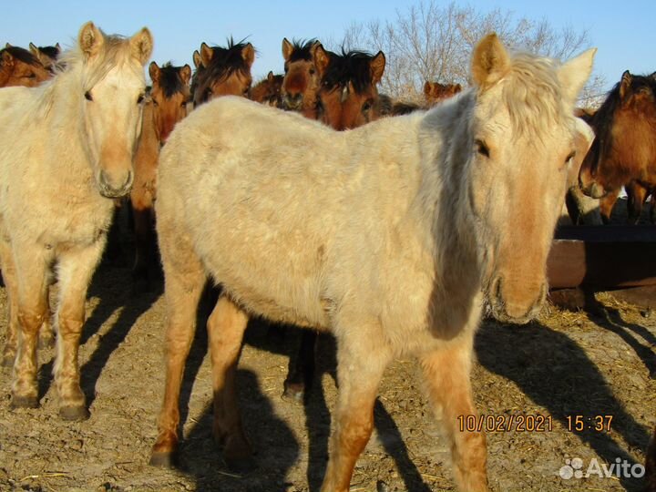 Жеребцы и кобылы башкирской породы