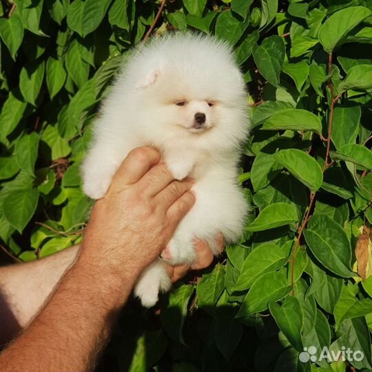 Шпиц мишка белый мальчик