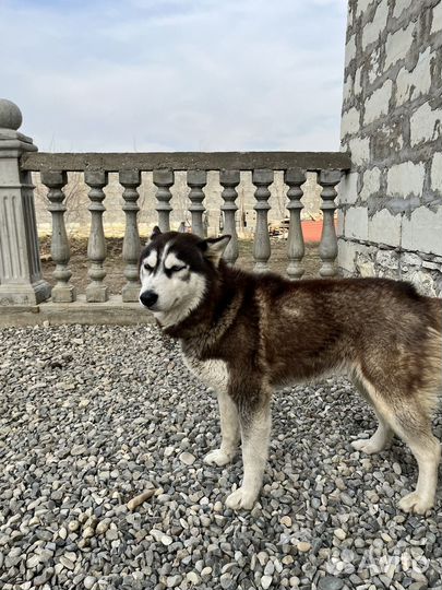 Сибирский хаски