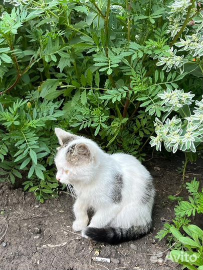 Белый котенок