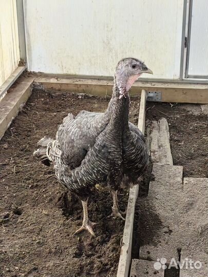 Индюк и индюшка продаю парой