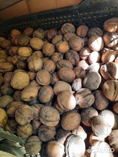 Грецкий орех