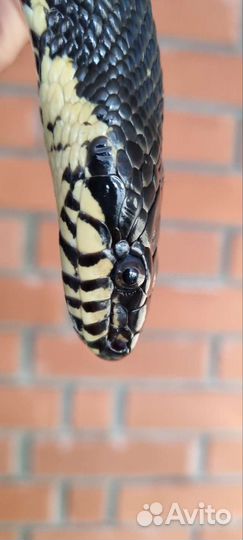 Амурский полоз