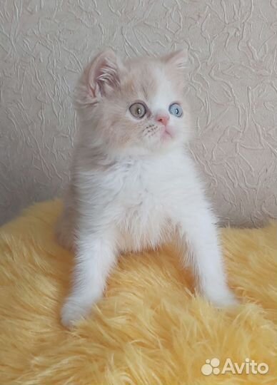 Экзотик Пломбирчик эксклюзивчик