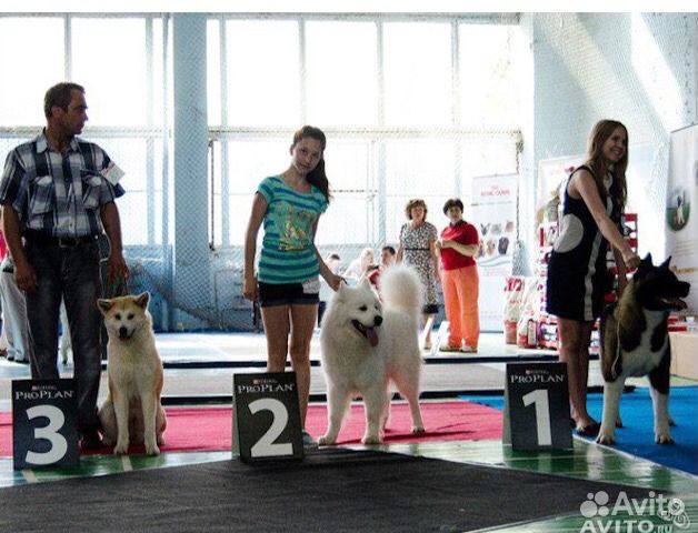 Самоедская собака. Самоед. Вязка