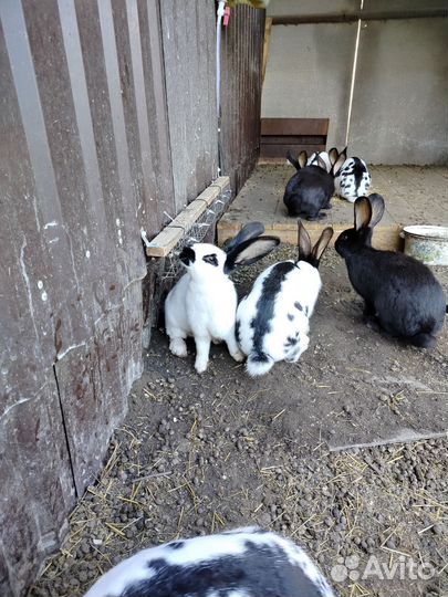 Кролы, немецкий строкач