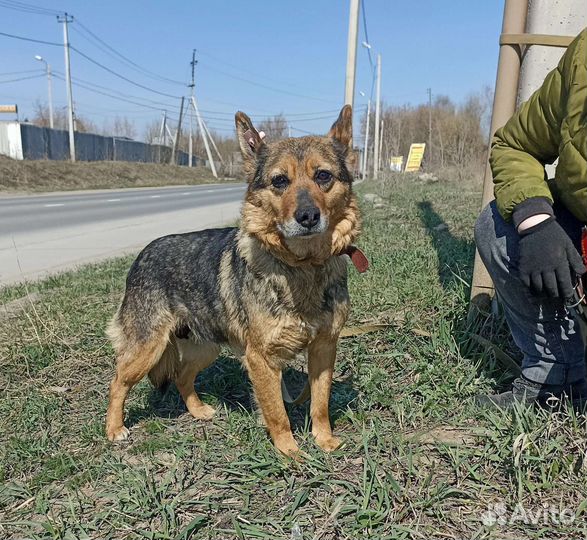 Маленькая собака