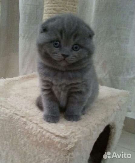 Шотландская