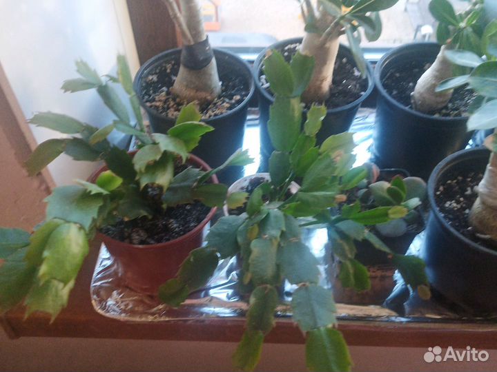Флорариум суккуленты