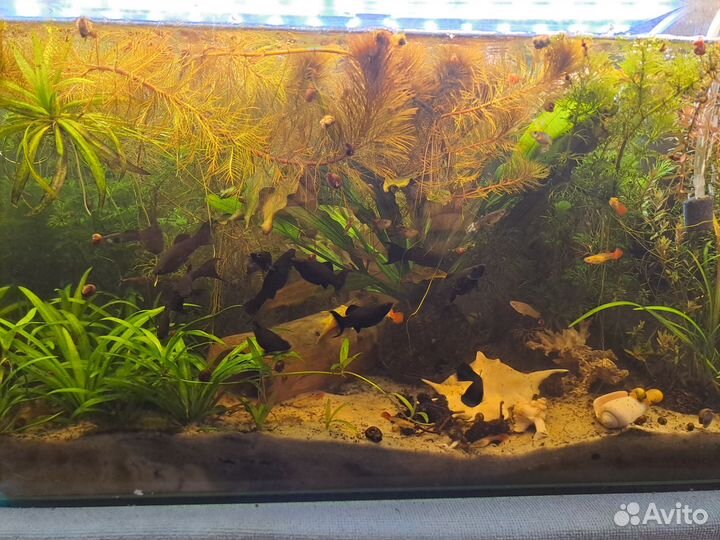 Аквариумные растения