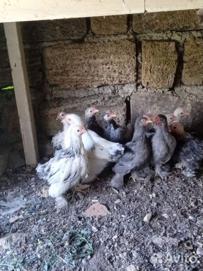 Петушки карликовые кохинхины