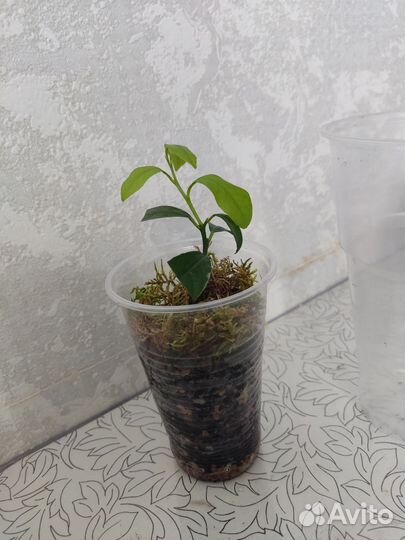 Лимон Мейера