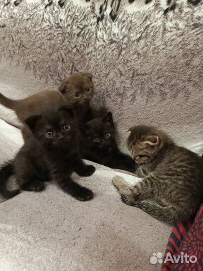 Котята