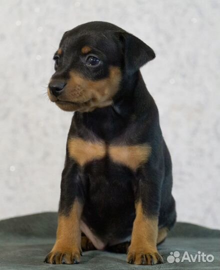 Собака мечты