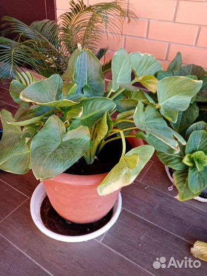 Комнатные растения цветы