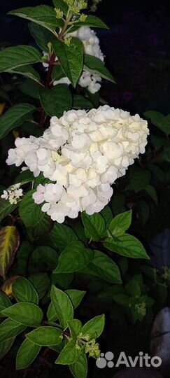Гортензия