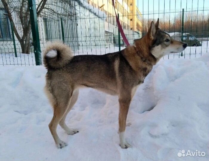 Лайка Дана из приюта ищет дом