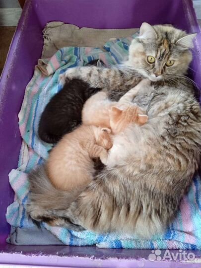Шотландские котята