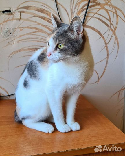Кот и кошки в добрые руки