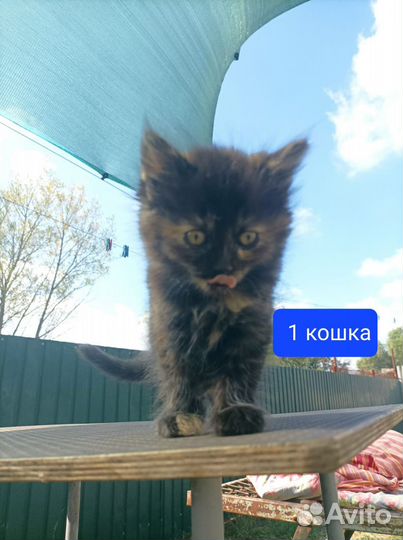 Кошка