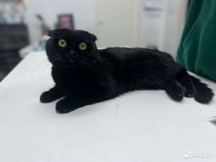 Шотландская