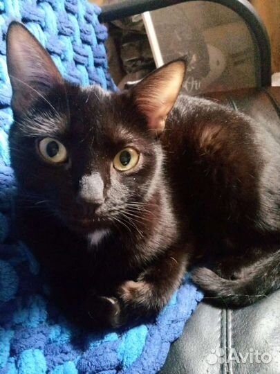 Молодая веселая кошка
