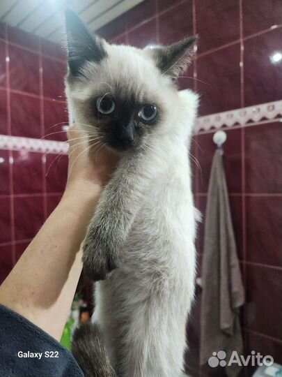 Сиамская кошечка