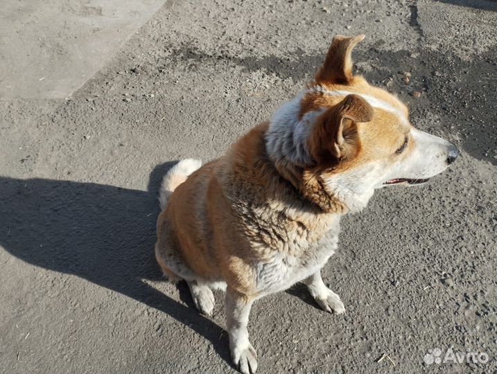 Отдам бесплатно в добрые руки