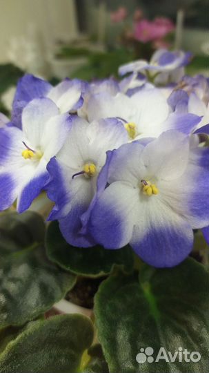 Финик, филодендрон вьющийся, шефлера, драцена