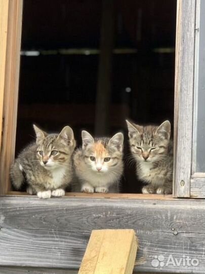 Спасите котят