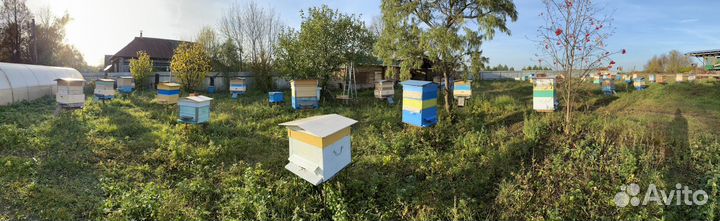 Прошлогодний /Свежий Мёд 2023г, доставка бесплатно