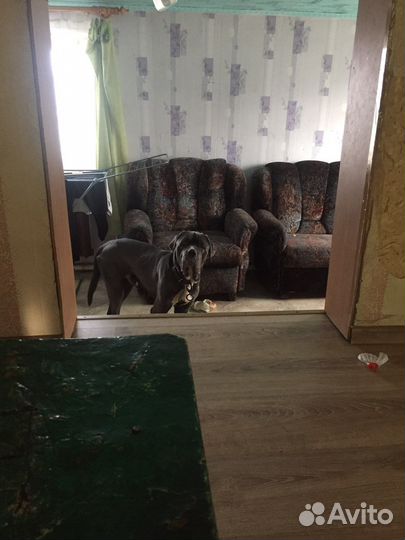 Кане корсо бесплатно