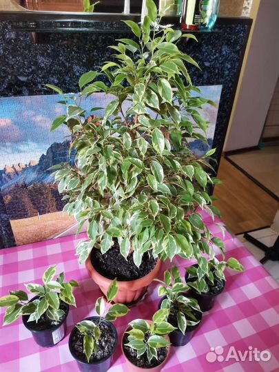 Фикусы и финиковые пальмы